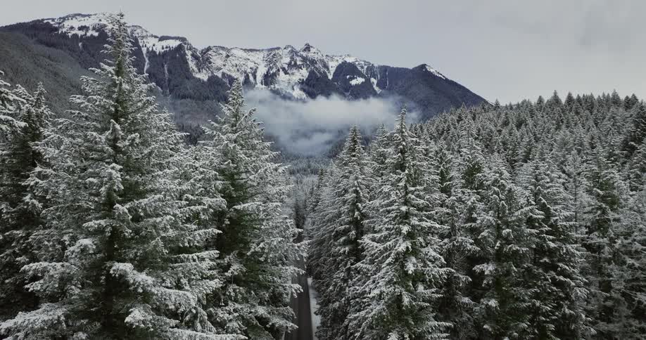 A pine forest covered in snow with snowy mountains in the distance