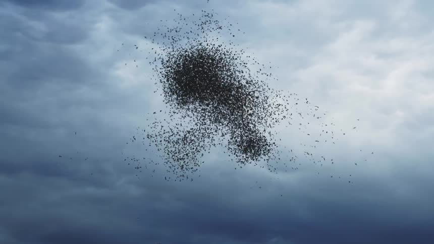 A flock of black birds flying around in the sky against grey cloudy skies