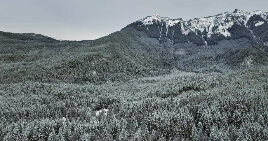 An aerial view of a pine forest and mountain range in the background covered in snow