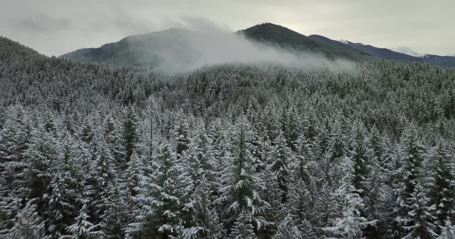 The forest is covered with snow
