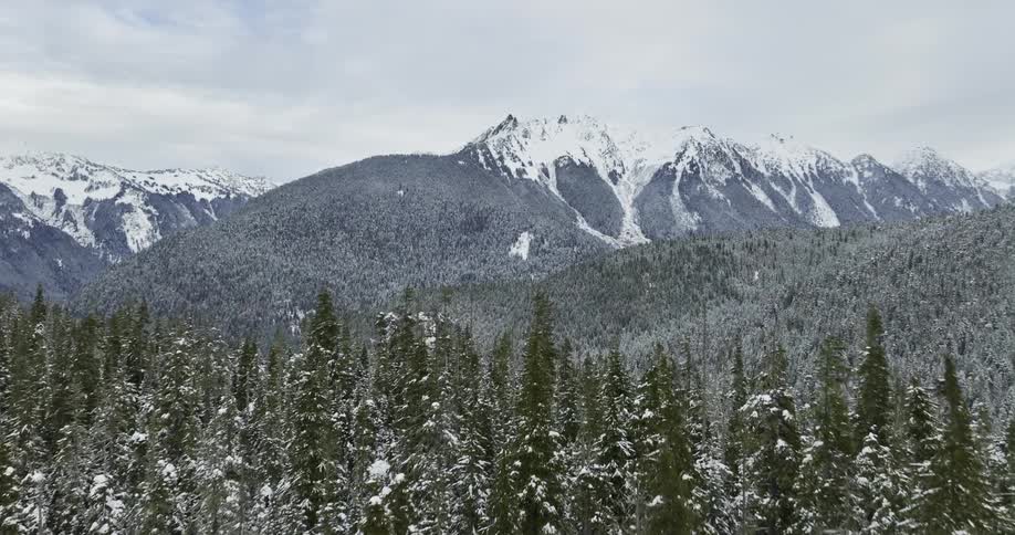An aerial view of a pine forest and mountains in the distance covered in snow