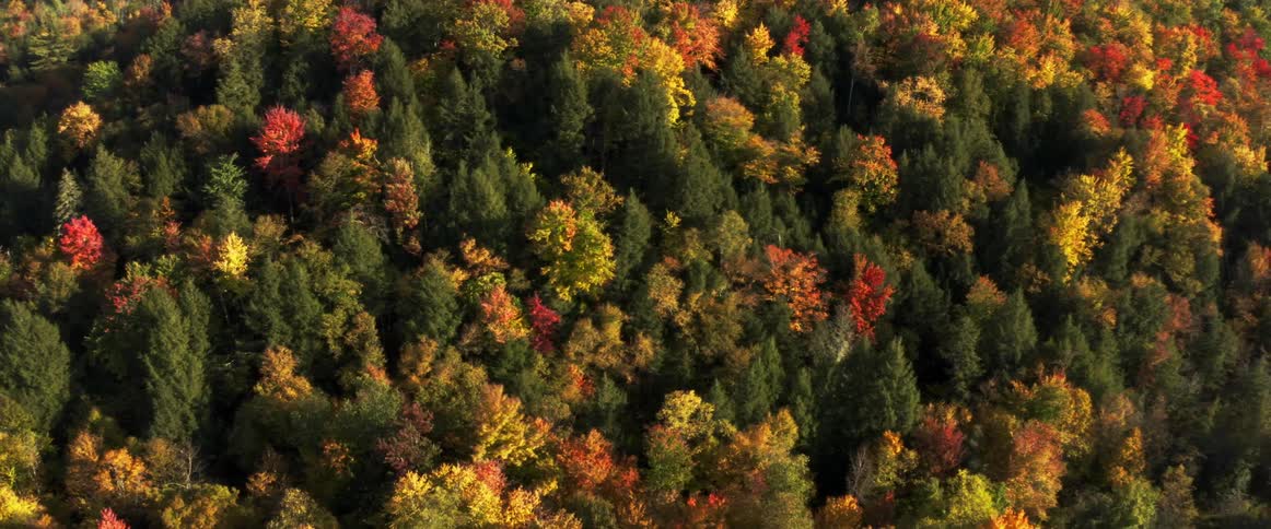 Aerial view of trees in a forest during autumn season