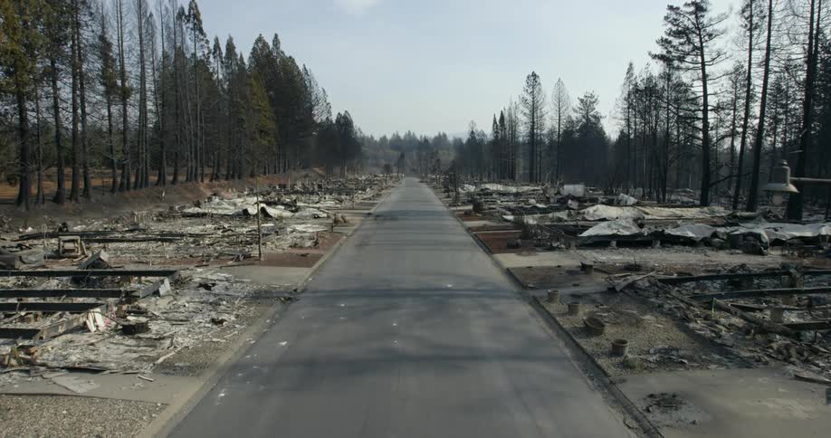 A long and empty road surrounded a neighborhood that has been burned to the ground, with tall trees on both sides