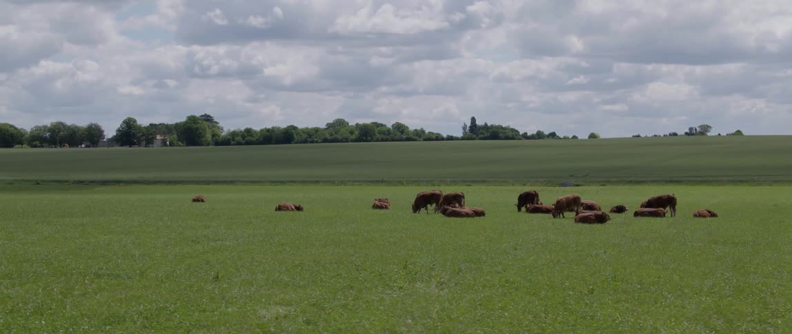 Herd of cattle sit and graze in field with buildings on hill in background