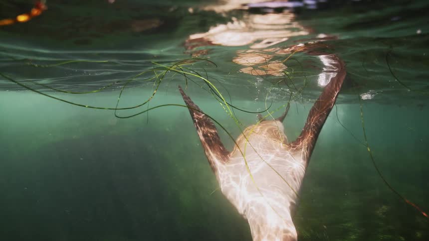 The sea dives underwater