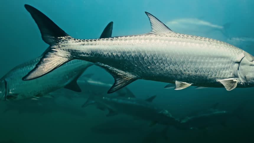 A group of fish swimming in a group