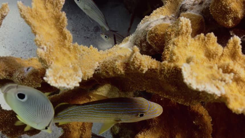 Fish swim among the coral and underwater vegetation along the seabed