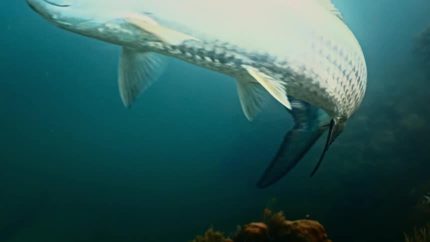 Sliver scaled fish swims above reef in murky water