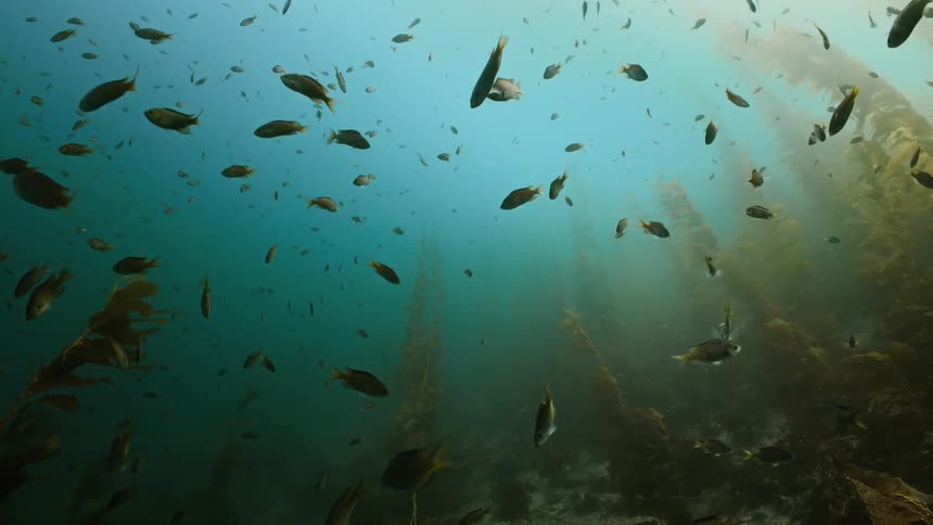 Underwater footage of tropical fish swimming on the blue ocean waters near an kelp forest