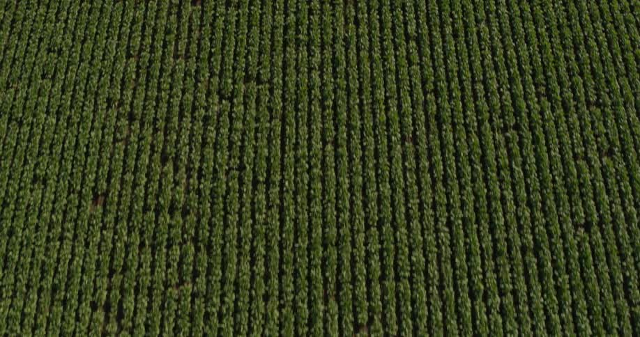 Crops grow in long neat rows