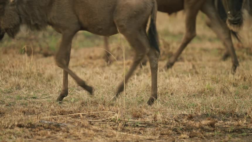 A herd of wildebeest walk through a field