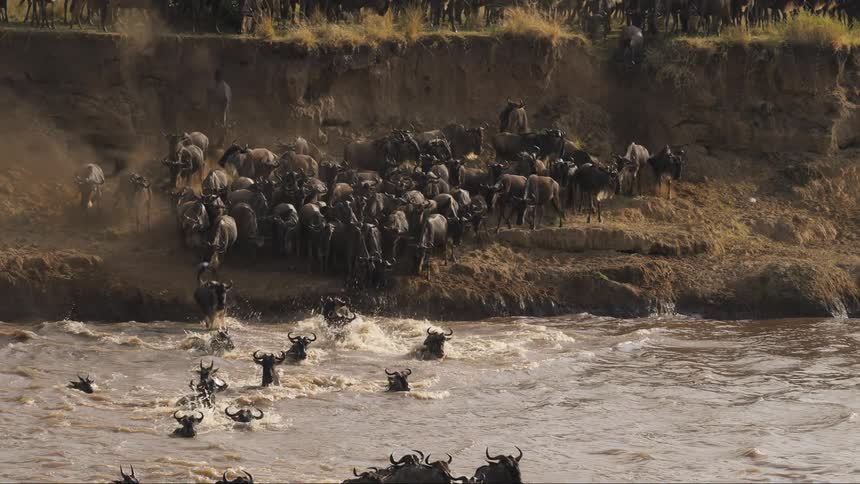 Herd of wildebeest jump down slope onto riverbank before jumping into water