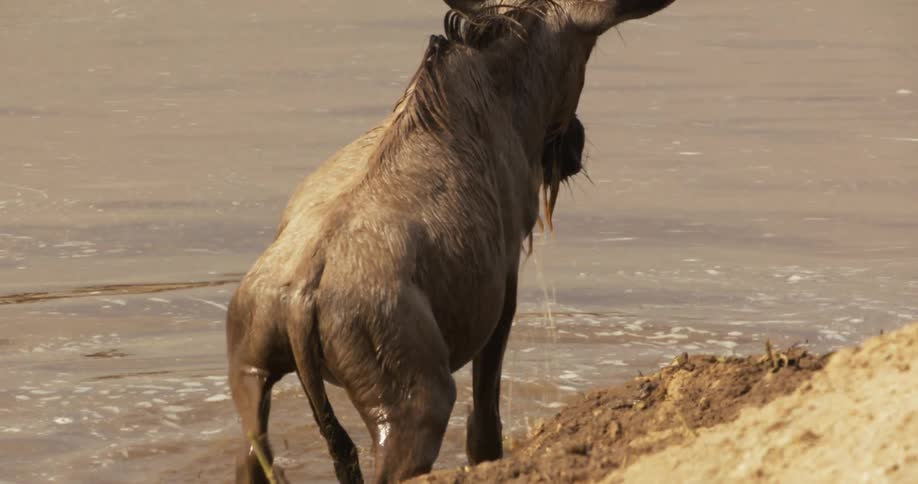 A view of an animal standing up outdoors