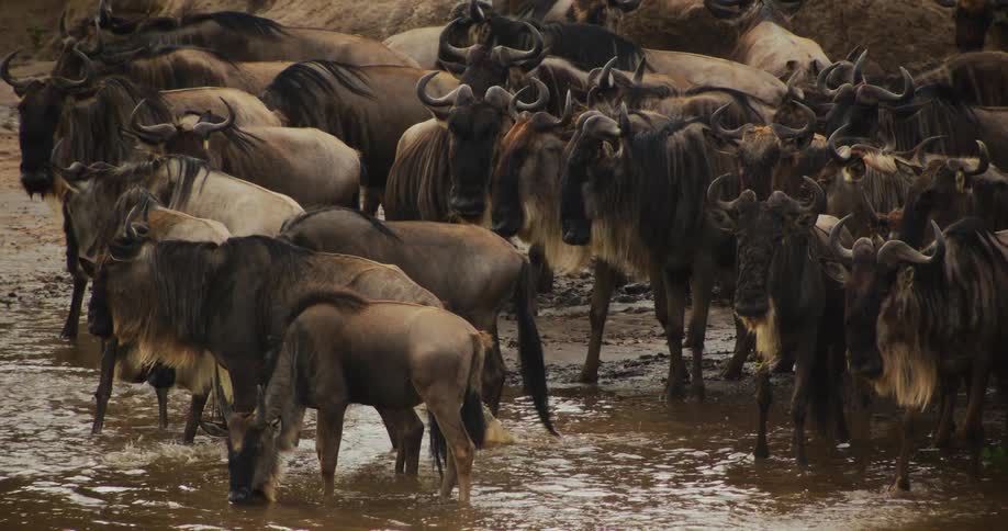 A herd of wildebeest crossing the river