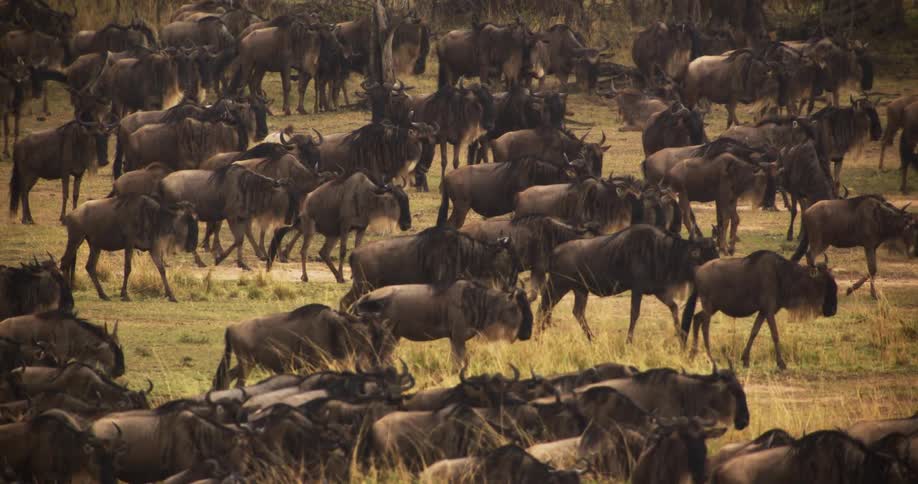 A herd of wildebeest in a grassy field