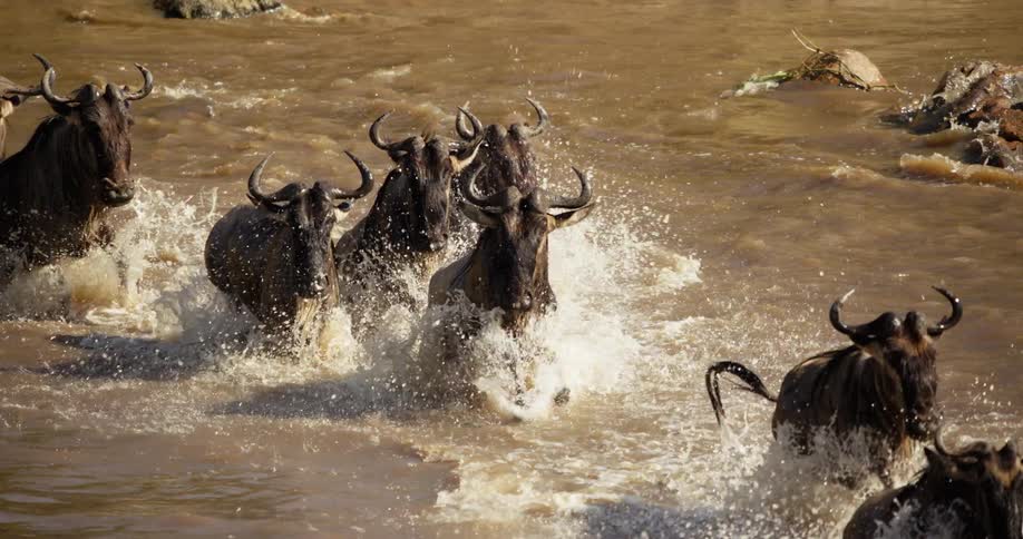 Wildebeest run through the stream