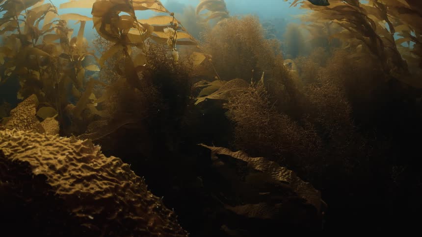 Brown algaes underwater