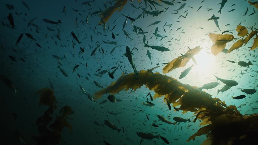 A school of fish is silhouetted agains the sun underwater