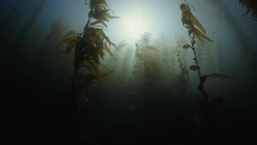 Fish are swimming in the ocean water