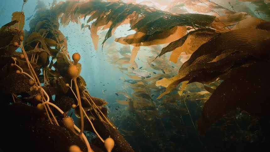 Sunlight shines into murky water onto kelp bed as fish swim nearby