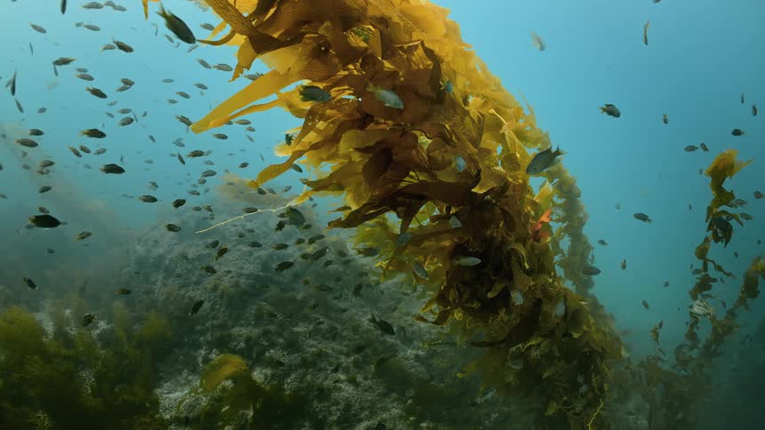 The fish swim around the reef