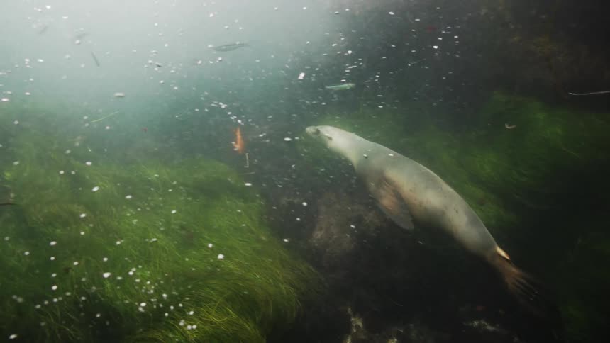 Sea lions swimming underwater