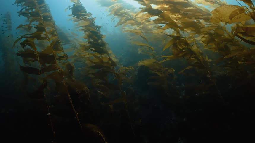 Small fish swim past seaweed in the ocean