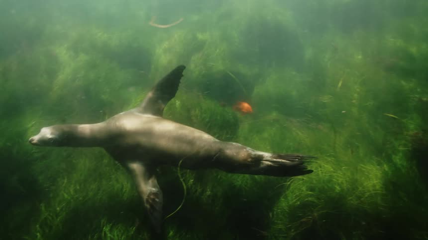 The seal dives underwater