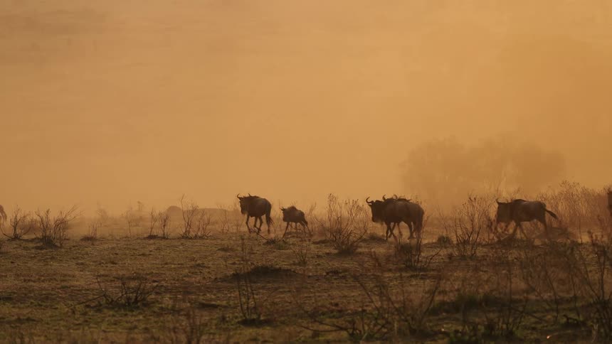 A herd of wildebeest run through the fog
