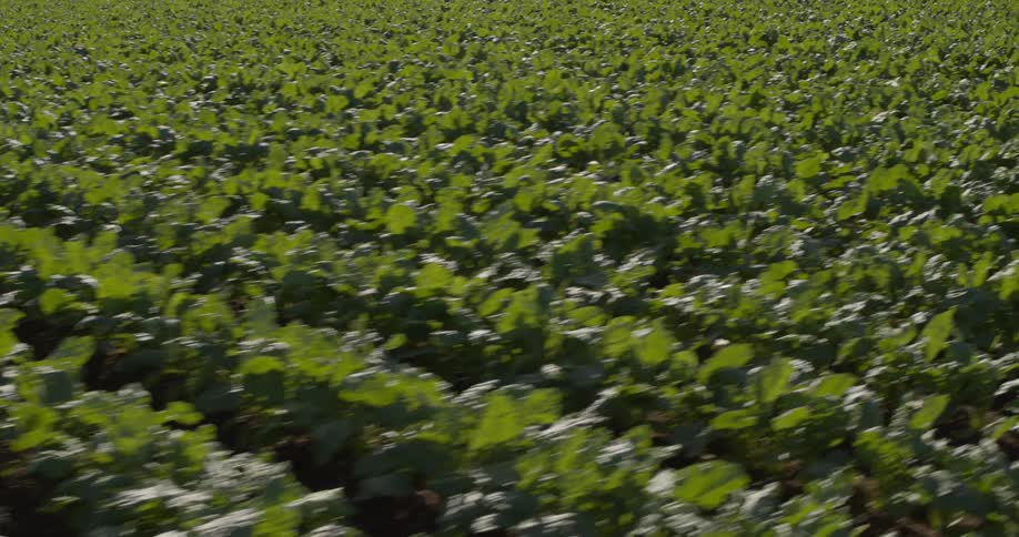 The farm is full of green crops