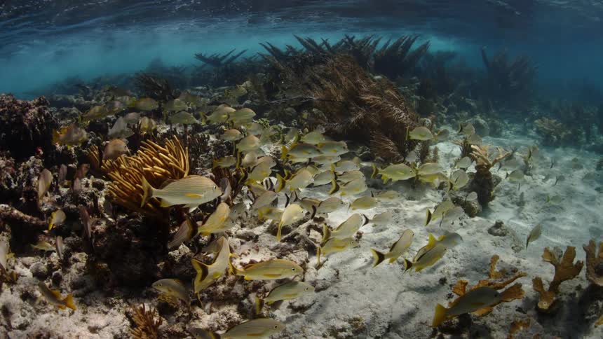 A school of yellow fish swim among the corals near the white sand ocean floor