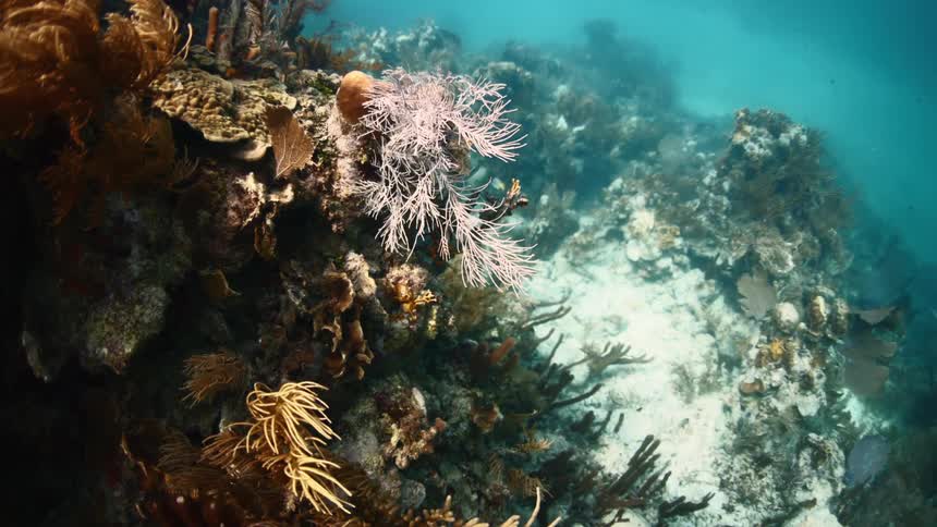 Beautiful aquatic plant adds flowing beauty to any underwater setting with its delicate stems and leaves gracefully swaying in the water it creates a tranquil and peaceful ambiance