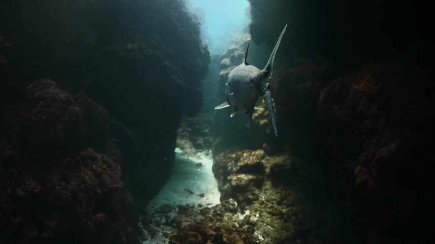 A fish swims through the cave