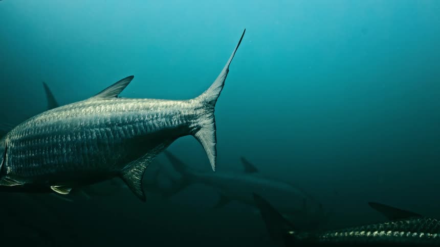 The fish swim together