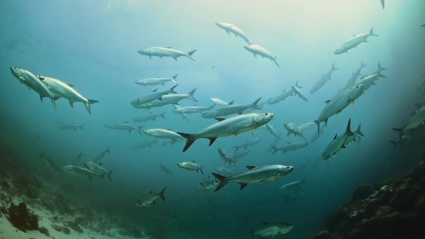 Underwater footage of a shoal of large fish swimming on the blue ocean waters
