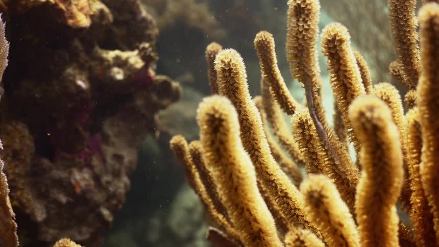 An up close of a coral reef at the bottom of the ocean
