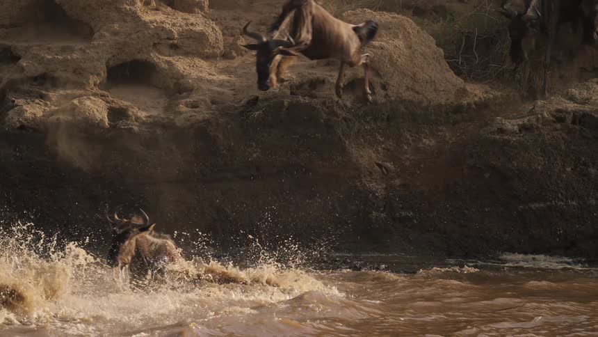 A herd of wildebeest jumping into and crossing a body of water