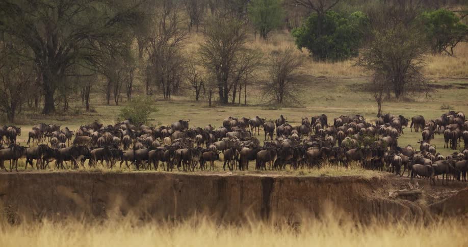 A herd of wild animals on a savanna in nature