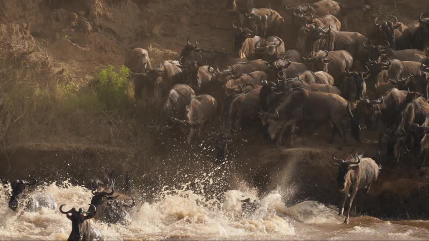 Wildebeest jump into the water