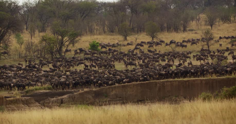 At least a hundred wildebeest all stand together in a wide open field grazing and hanging out