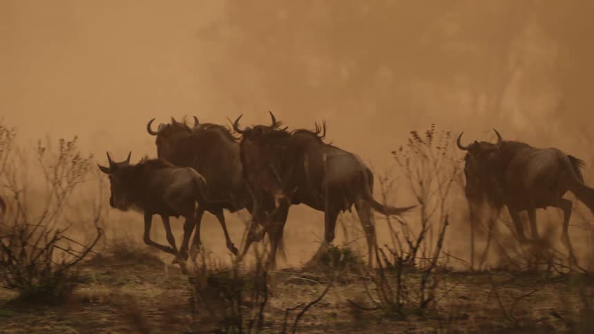 Wildebeest running through dust in the wild