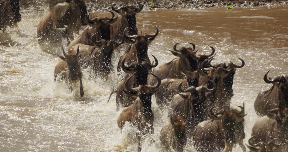 A herd of wildebeest crossing a river in africa at daytime