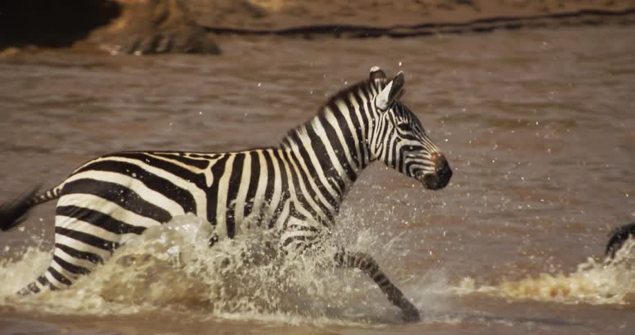 The zebra are running in the water