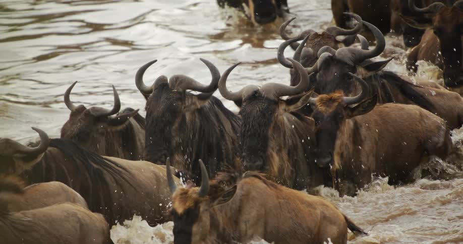 Wildebeest cross the Mara river
