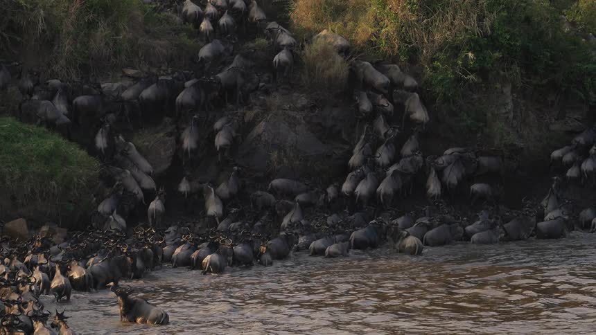 Wildebeest cross the Mara river
