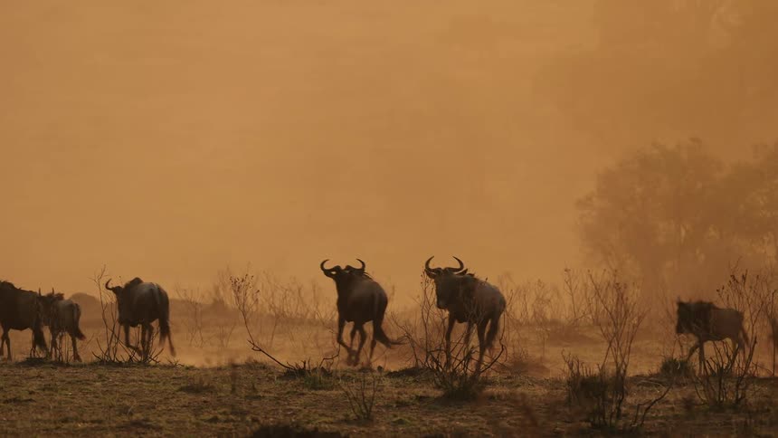 A herd of wildebeest are running outdoors through the wilderness