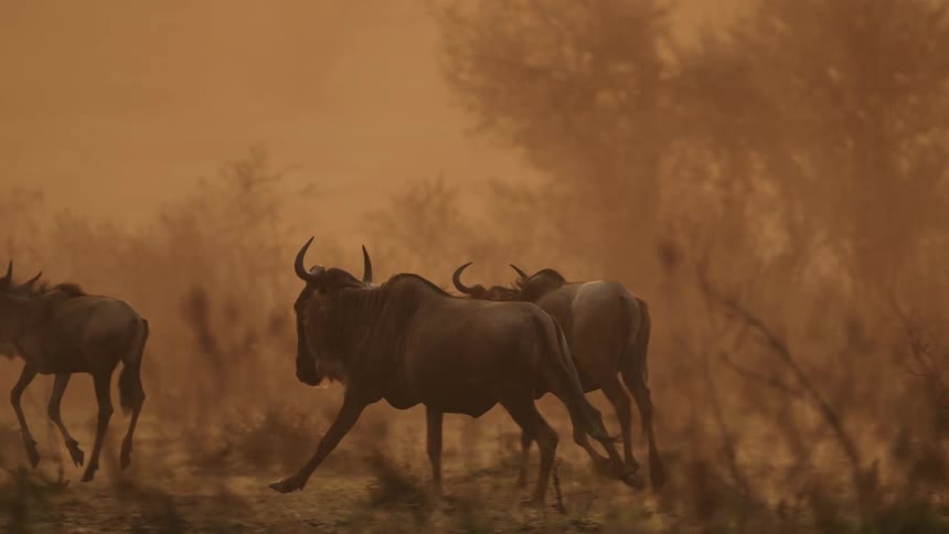 Wildebeest run through the heavy dust