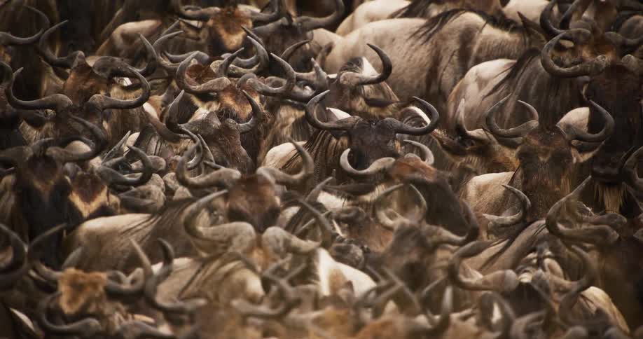 A herd of wildebeest is walking through the wilderness