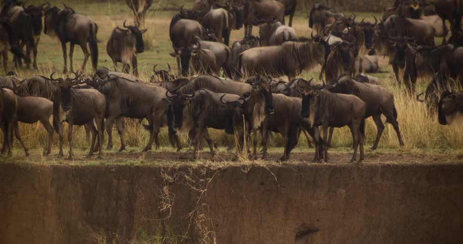 The wildebeest ox walk by the cliff