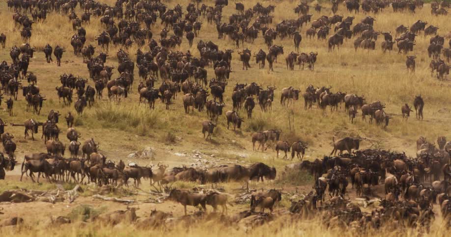 Wildebeest travel slowly across the plains grazing together as the herd moves